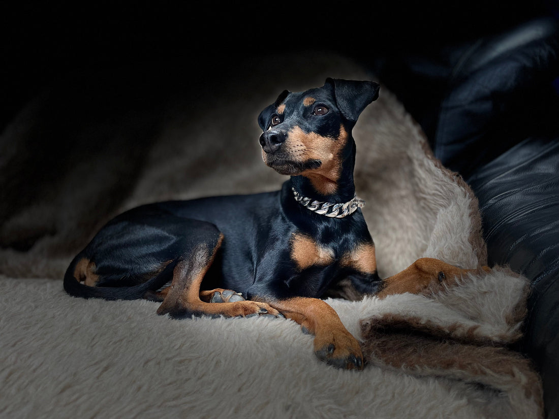 Warum Edelstahl? 5 Gründe für ein Halsband aus Edelstahl.