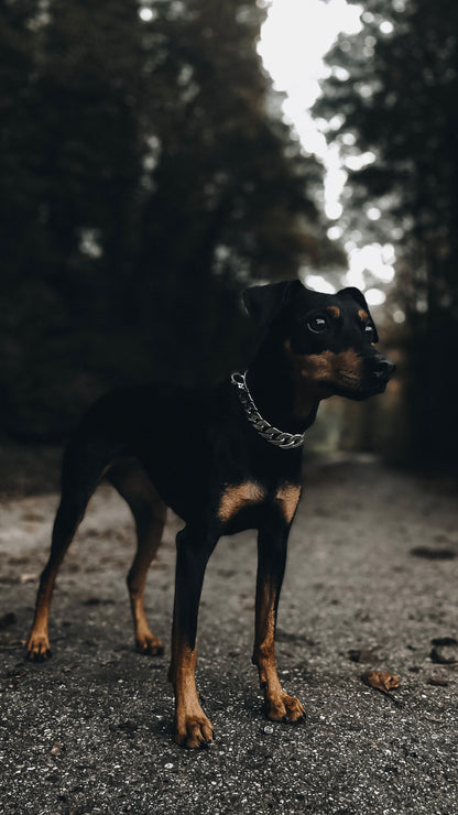 Das klassische Montaé Halsband